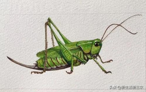 什么养殖最好养又不愁销路,养殖什么小虫最挣钱