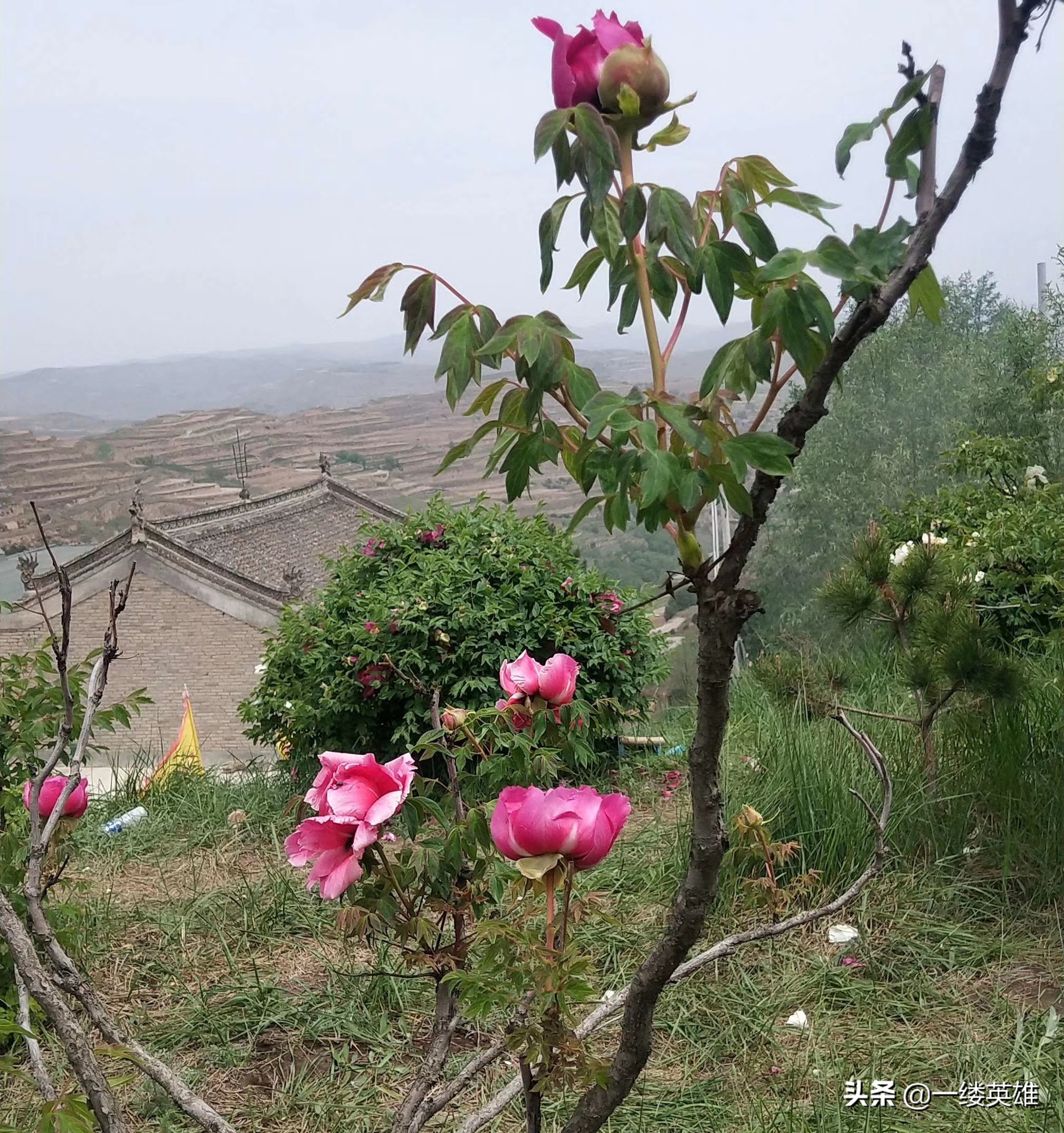 牡丹花的诗句王维,红牡丹唐王维古诗解析动画版