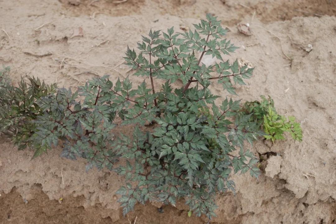硬核整顿！高清中药教材原植物彩*图色**谱（四期）
