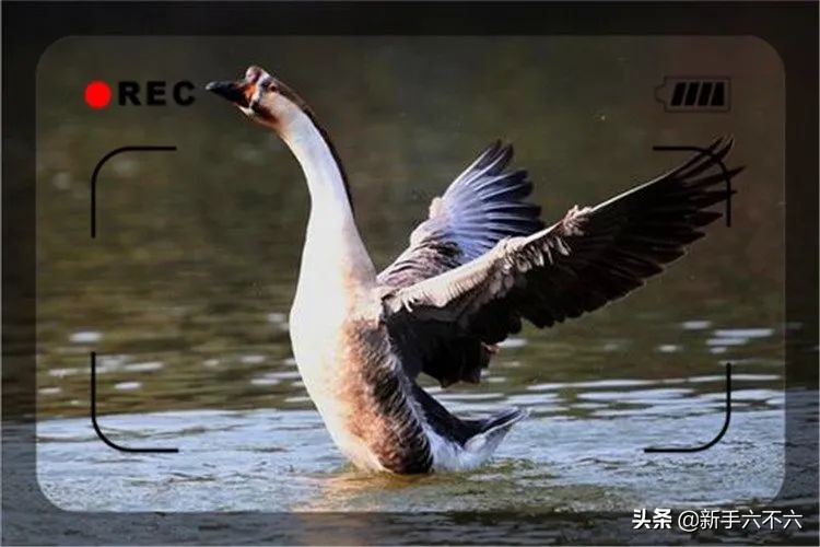 适合农村创业的十大养殖项目,适合农村创业的十大养殖创业项目