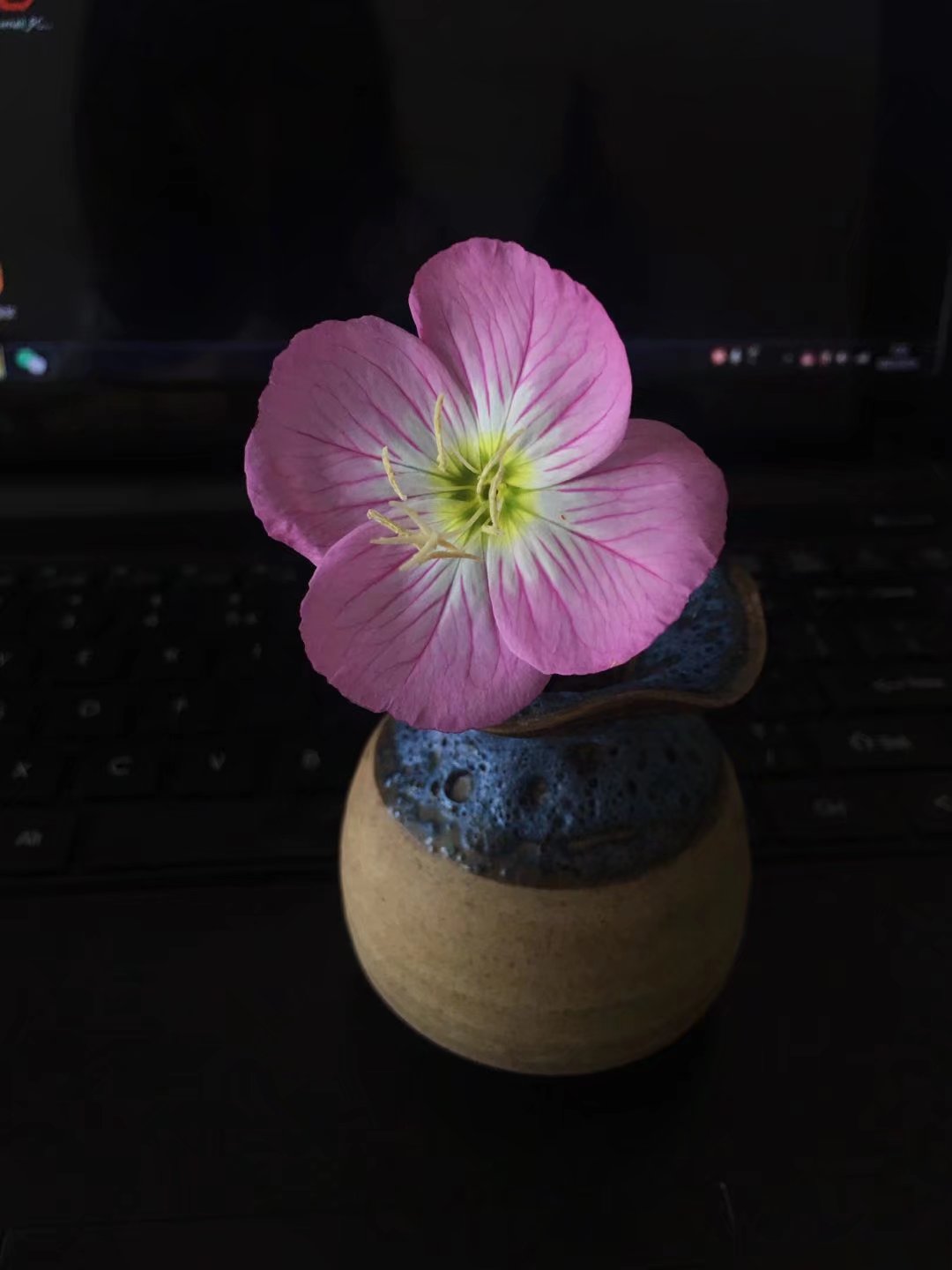 欣赏一朵花的心情,凝视一朵花