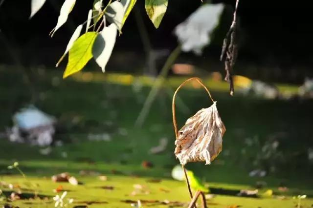 最经典的十首秋分诗词大全,秋分的优美诗词发朋友圈