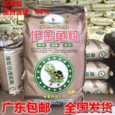 乌龟蛋孵化前需要注意什么,乌龟蛋孵化后期注意事项