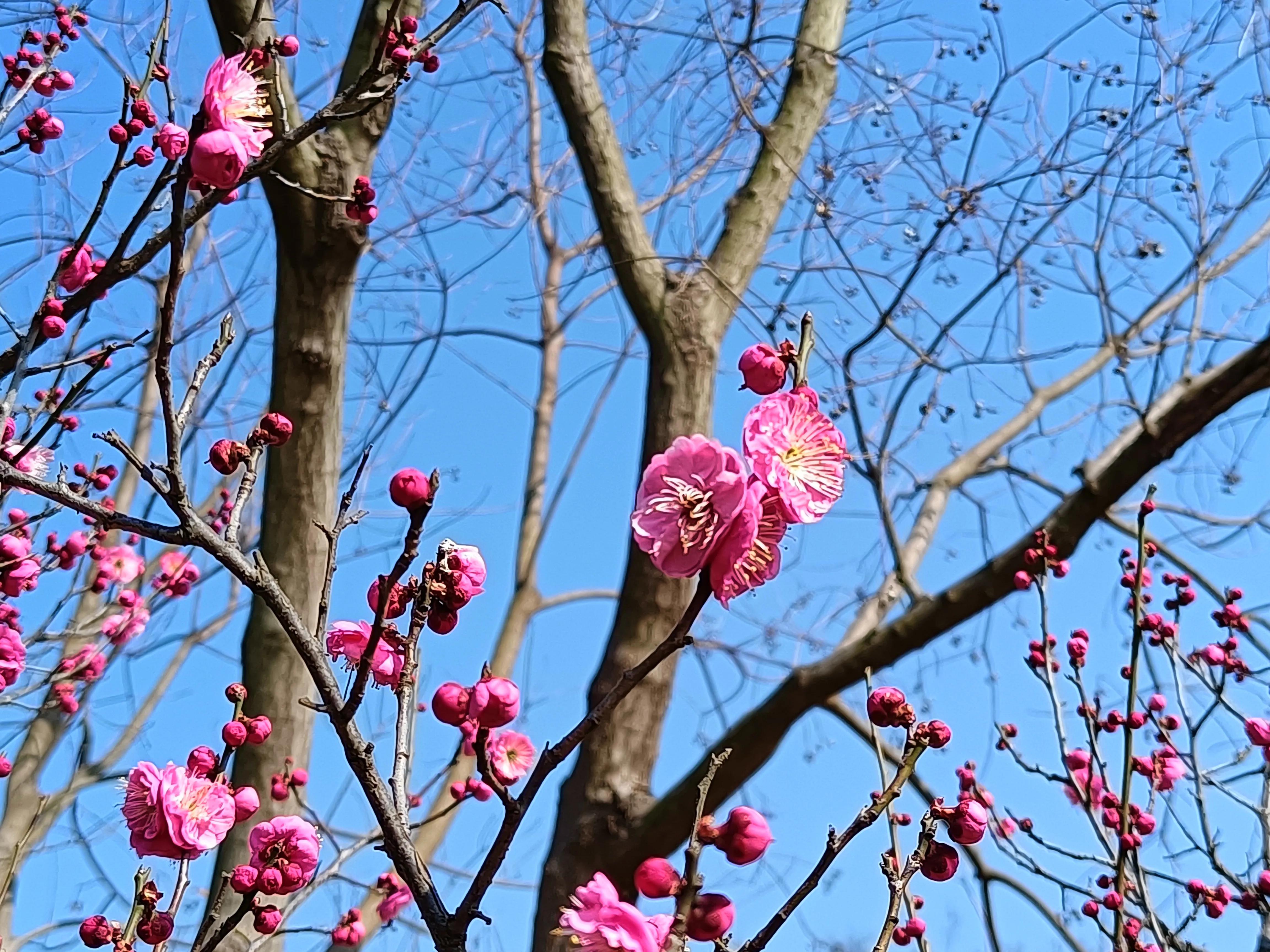 上方山森林公园作文,上方山森林公园动物世界