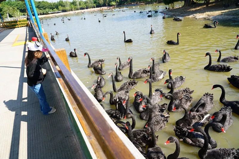 广州旅游攻略长隆动物世界,亲子游广州长隆动物园