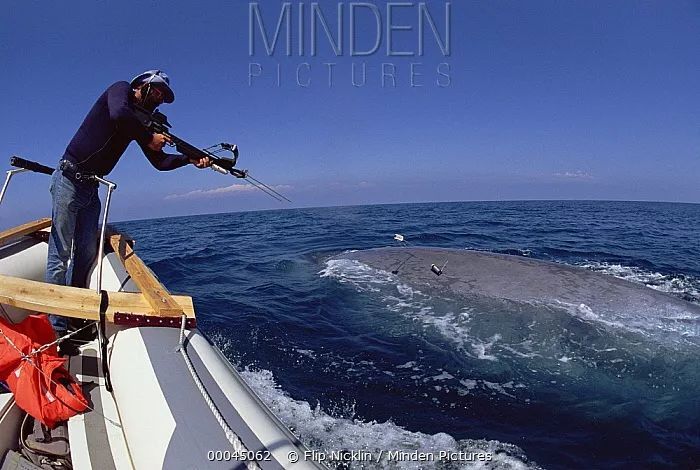 蓝鲸的进化史是什么,脆弱的巨人蓝鲸