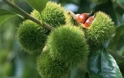 票字家族：骠、镖、标（標）、鳔、膘，​鱼儿之所以能在水里沉浮