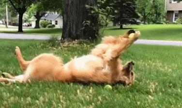 狗狗最喜欢玩的纸玩具,狗狗必买的10种玩具