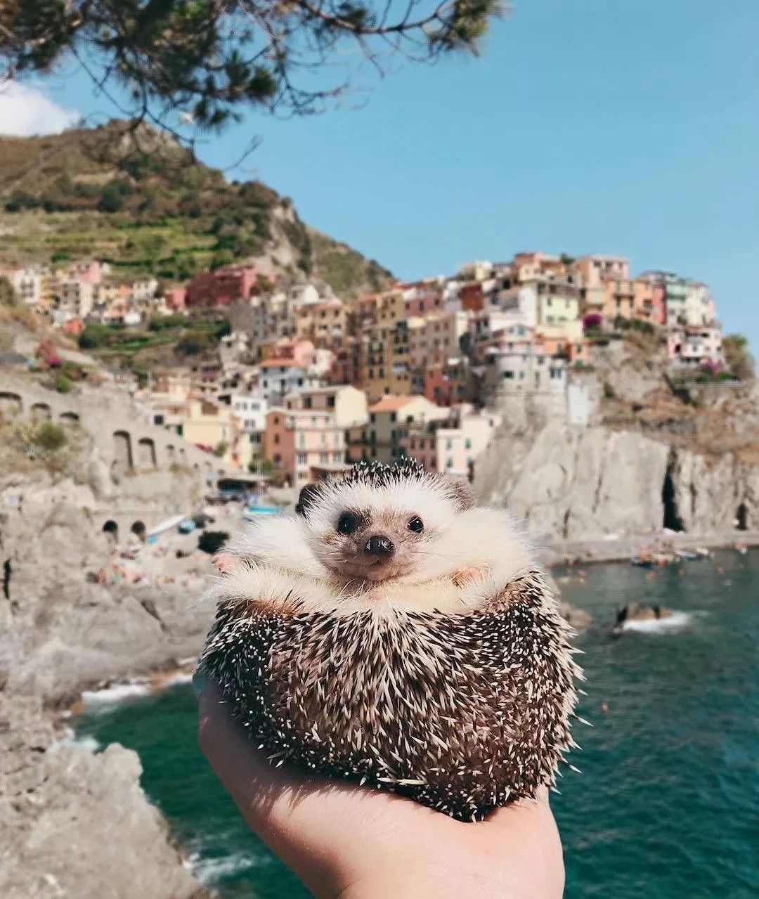 网红小刺猬——过成了你最想要的样子。