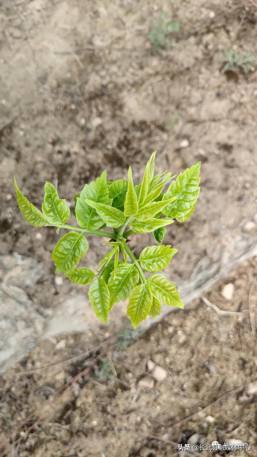 香椿炒鸡蛋的营养价值,冻过的香椿怎样炒鸡蛋