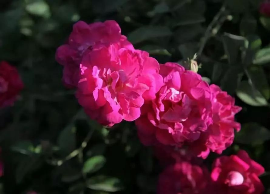 全国各地最全特产,全新疆特产