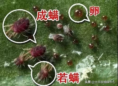 红蜘蛛一般打了药几天见效,红蜘蛛治好多久发芽