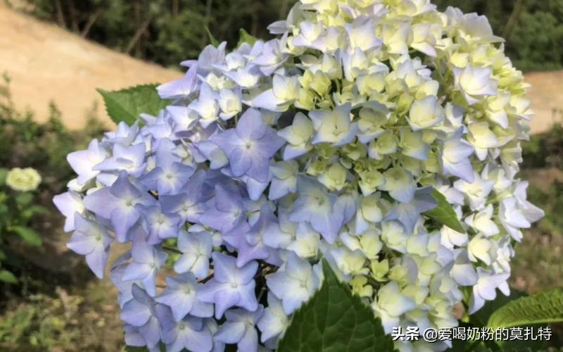 花语和寓意是鼓励的花,太阳花的寓意和花语图片大全