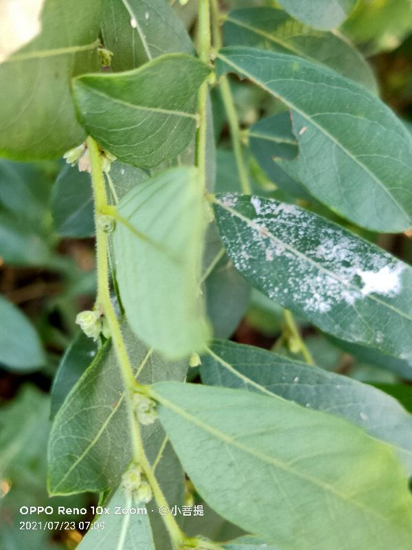 算盘子植物介绍,算盘子属于什么类型植物