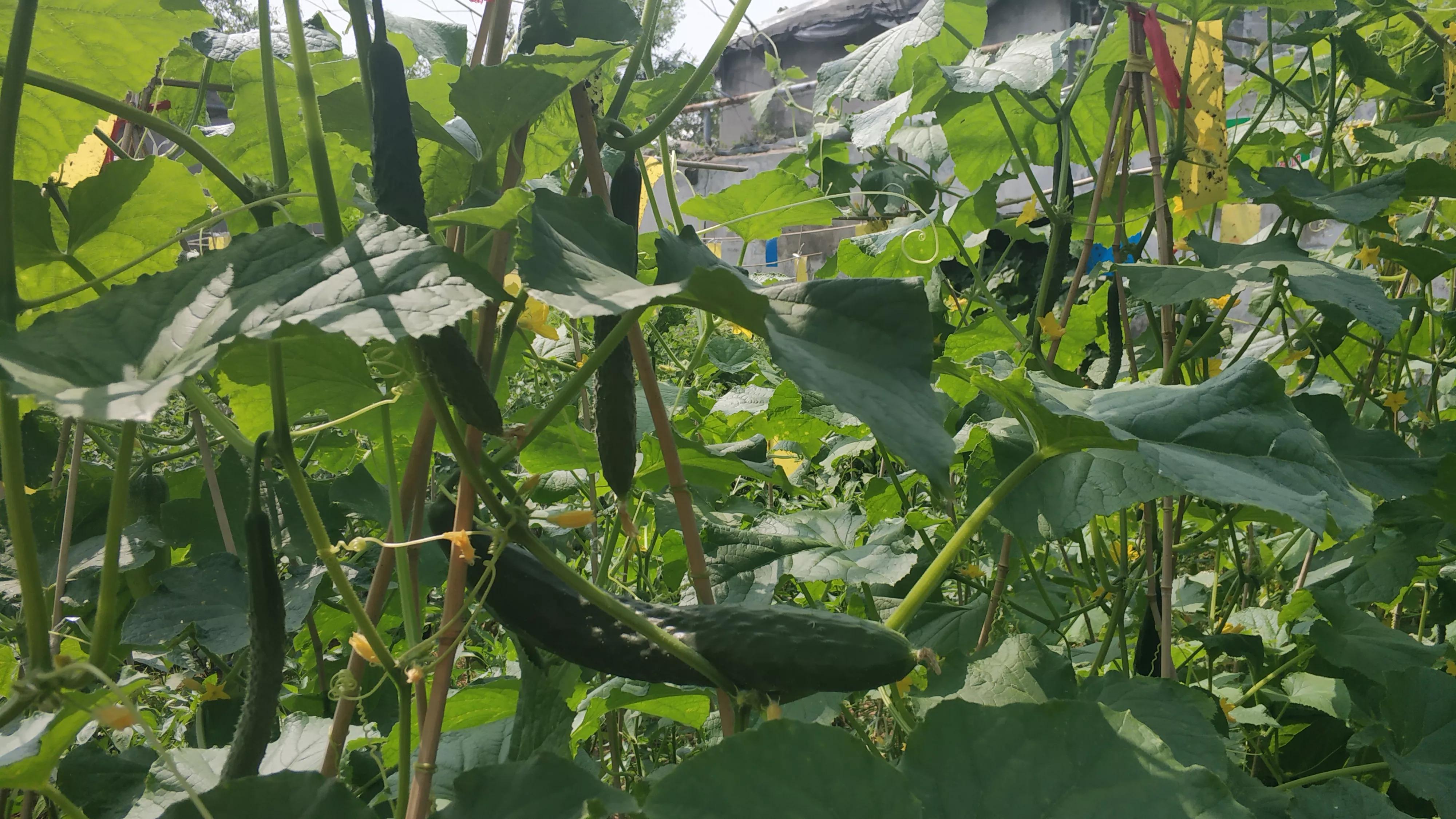 我的种植初体验,有机农业增产