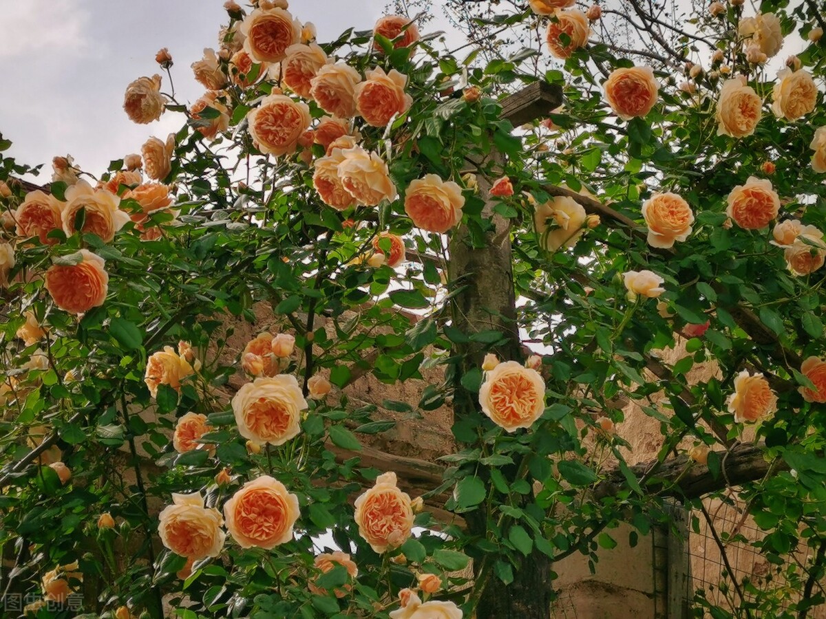 藤本月季玛格丽特王妃优缺点,藤本月季胭脂扣的优缺点