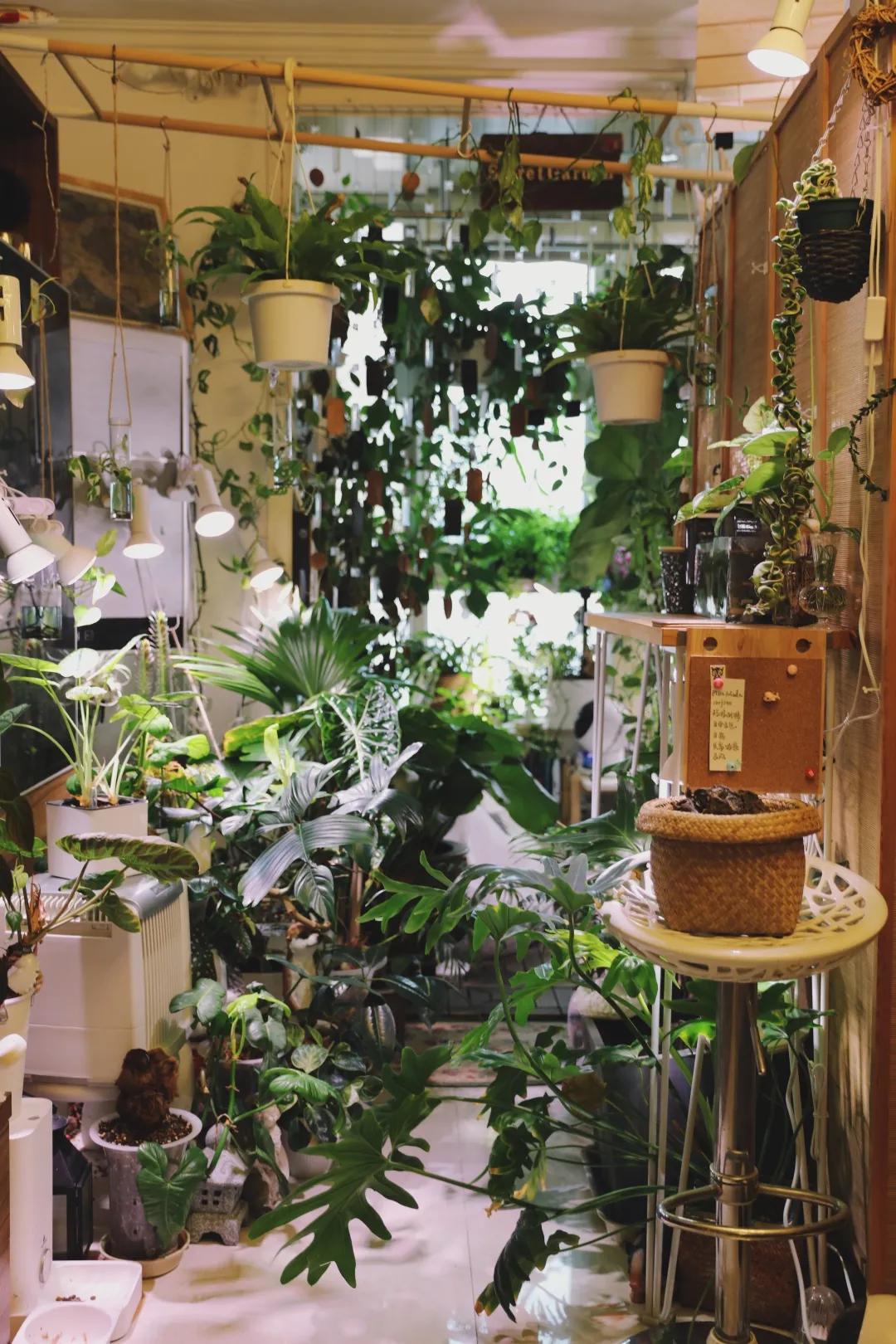 没花园怎么种花？从东北到广东，4位大神在室内种出植物园，绝美