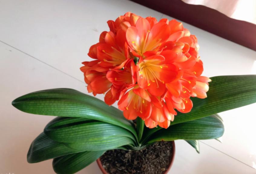 君子兰怎样养护可以长期不用换盆,养君子兰啥时候换盆最合适