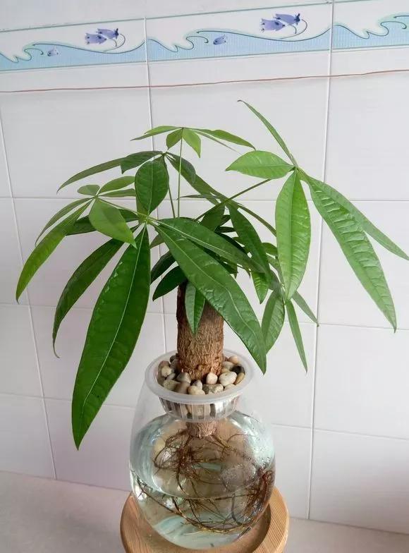 怎样让水培绿萝和吊兰长得快,绿萝吊兰水培后如何盆栽