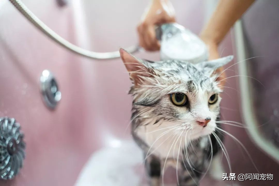 猫咪不洗澡也很干净,猫咪洗澡没冲干净有什么影响