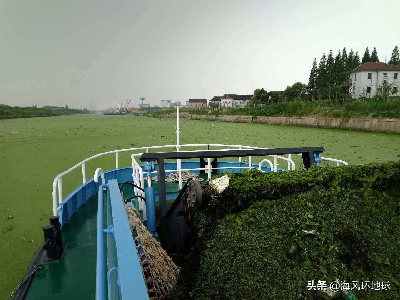 水葫芦在我国泛滥成灾说明了什么,南美洲水葫芦为什么没有泛滥成灾