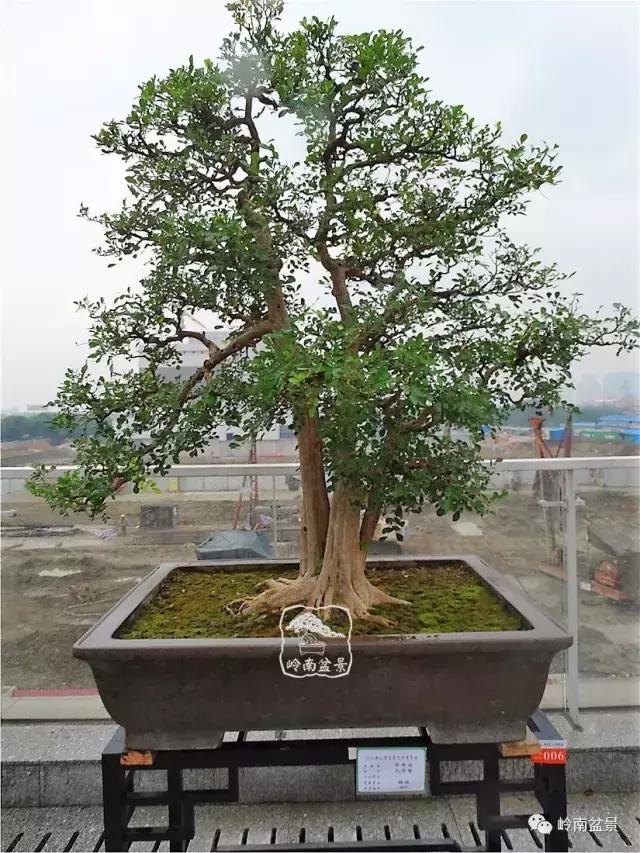 苍劲古朴挺拔有力的老桩盆景欣赏,老态龙钟盆景作品欣赏