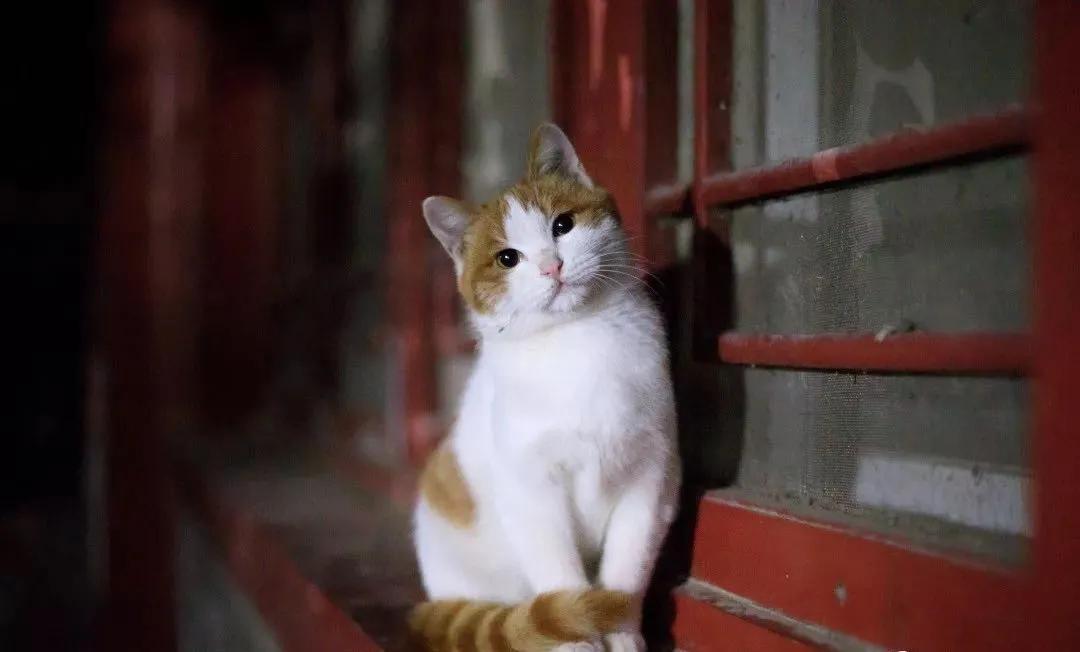 古代猫名字,古代猫的名字