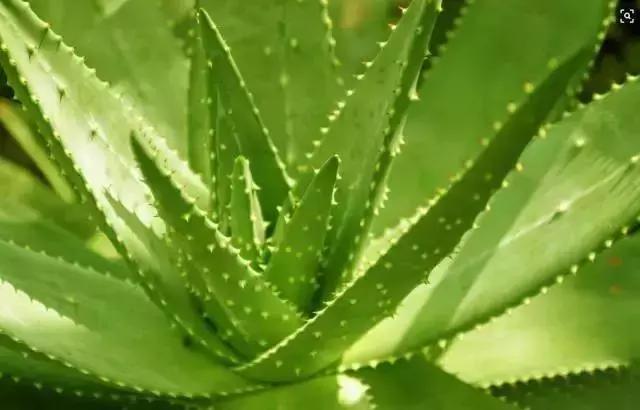 什么植物甲醛吸附好,房间里吸收甲醛的植物有哪些