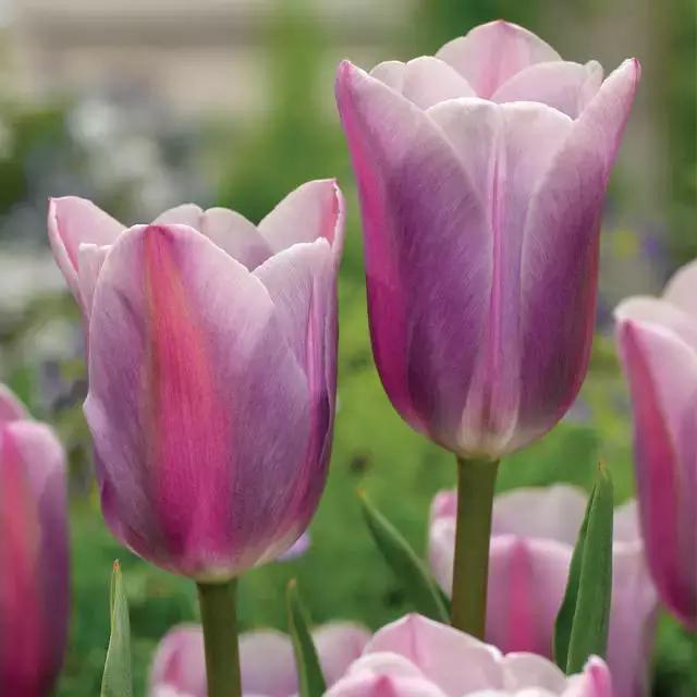 閮侀噾棣欑鐞冪殑鍏绘姢鏂规硶,姘村煿閮侀噾棣欏彂鑺藉悗鍏绘姢