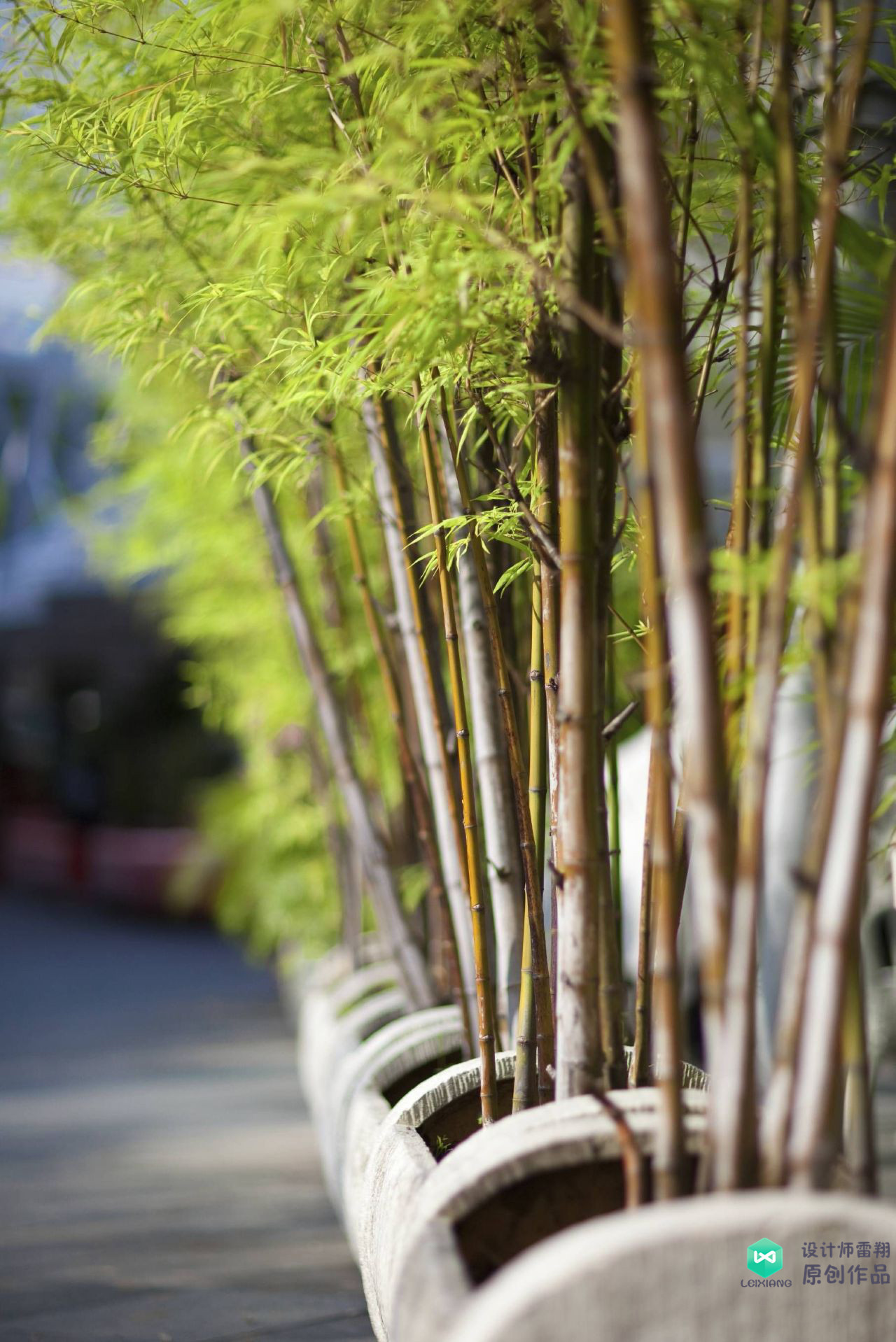 院子适合种的花和设计,庭院设计植物大全