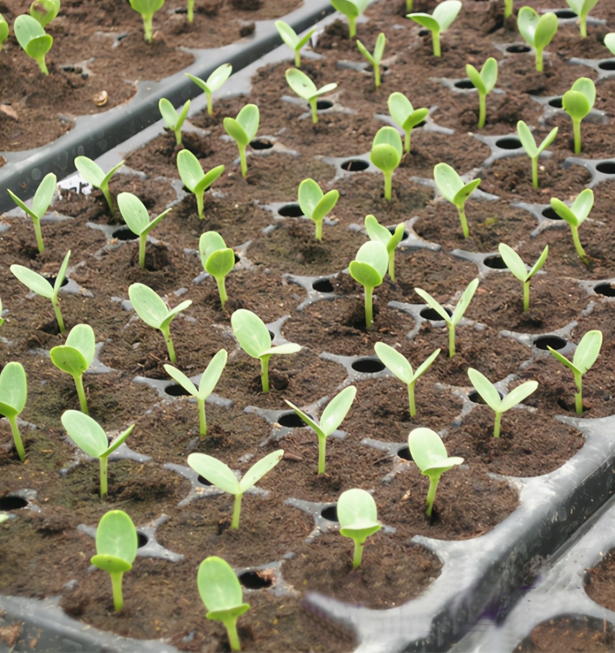 培育甜瓜苗用多大的育苗盘,甜瓜苗在穴盘里面多少天可以移栽