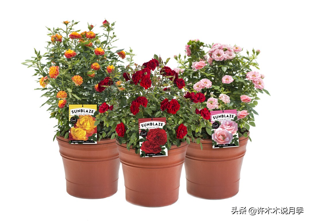 月季花苗怎么种不活,月季盆栽的种植方法和注意事项