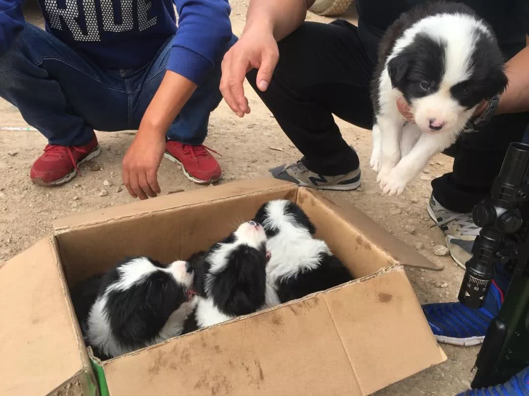 边境牧羊犬出售800元是真的吗知乎,边境牧羊犬会开始出售吗