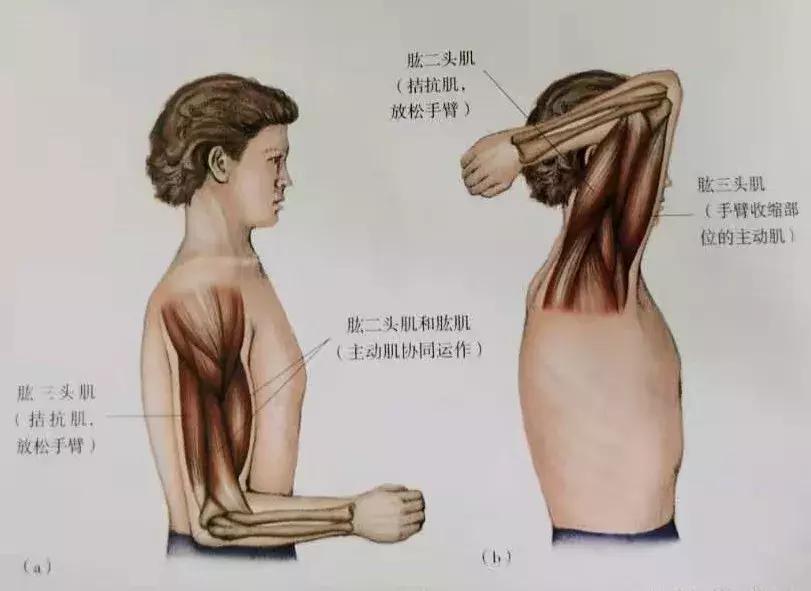 排毒拉筋,扯皮拉筋是成语吗