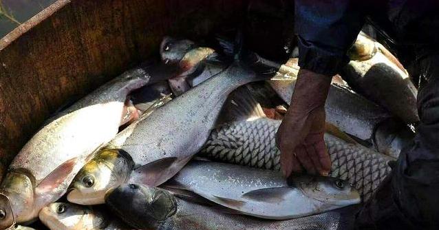 承包千亩水库！投放30万尾小鱼苗，收获季节却满脸愁容，什么情况