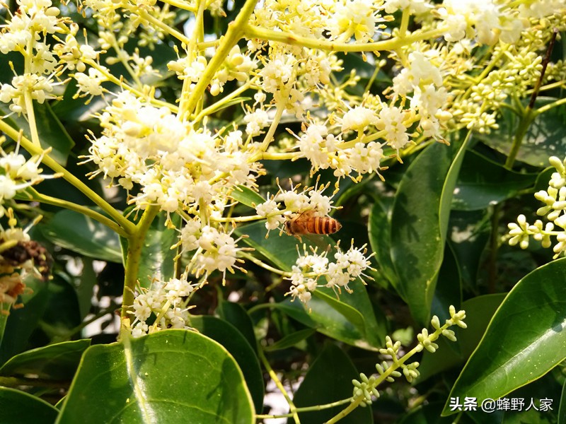 有些蜜蜂好会蜇人有什么原因,蜜蜂为什么会莫名其妙蜇人