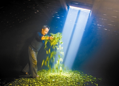 【树木传奇】一片东方神奇树叶——茶树