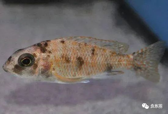 三湖慈鲷马鲷孔雀鱼多久发色,三湖慈鲷鱼之马鲷鱼