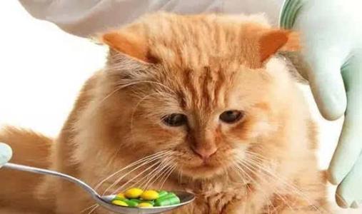 老年猫咪有哪些表现,猫咪什么时候吃老年猫粮