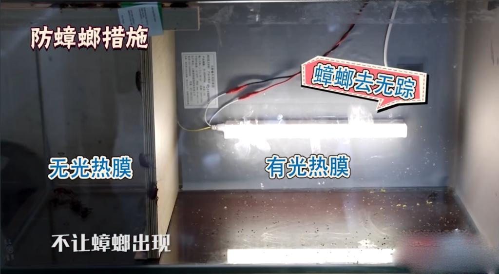 家里太多蟑螂不用蟑螂药,家里有蟑螂不用买蟑螂药