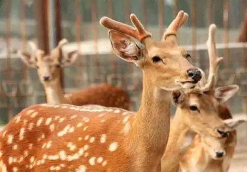 梅花鹿和马鹿的鹿茸效果一样吗,梅花鹿和马鹿茸哪个效果好