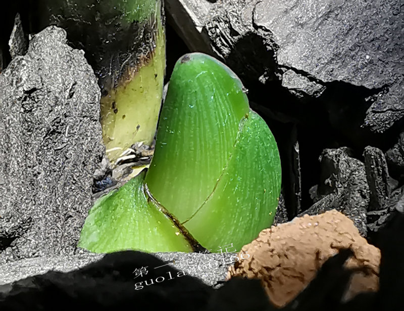 [艺兰频道]一*四六**：针对蜗牛等软体虫寄生携带的特点应对处理