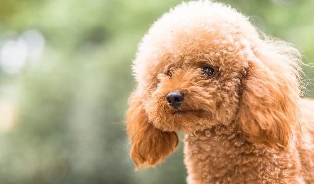 狗狗品种大全及介绍了解一下,狗狗品种怎么挑选最好看