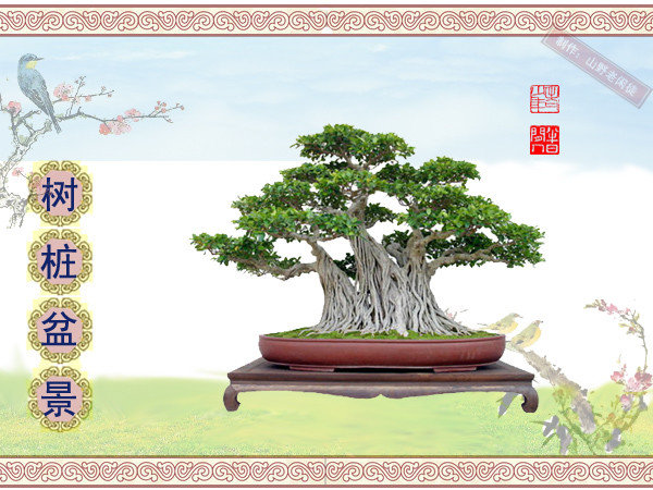 鏍戞々鐩嗘櫙楂樻竻鍥剧墖,姒旀鐩嗘櫙鏍戞々