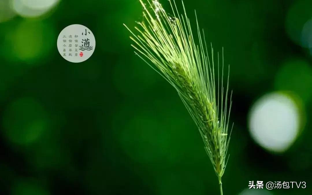 祛湿灵芝龟苓膏,龟苓膏祛湿气