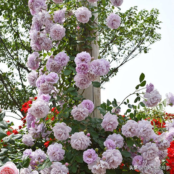 区分爬藤月季和普通月季的方法,微月阳台月季灌木品种有哪些