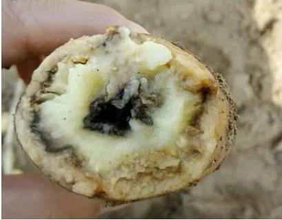 马铃薯的地下害虫有哪些,马铃薯种植技术及病虫害防治