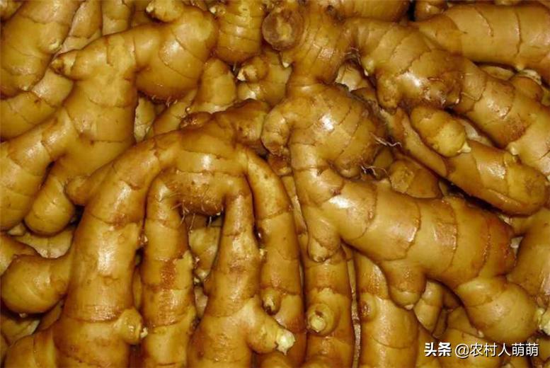 生姜种植的时间和种植技巧方法,生姜种植技术怎样种植生姜