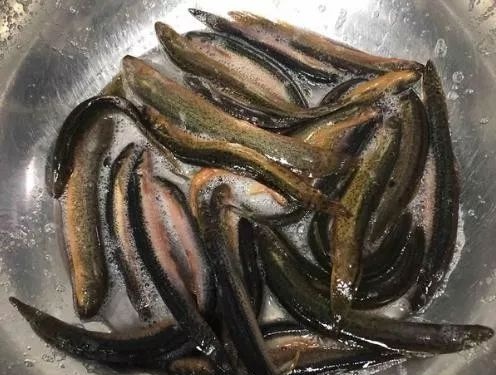 乌龟吃泥鳅用把泥鳅内脏处理吗,吃泥鳅用不用去内脏