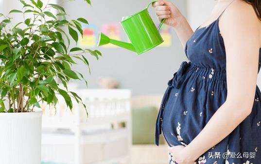 不容易怀孕的人适合养什么花,怀孕后家里适合养什么花